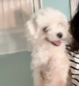 マルチーズ【・男の子・2022年5月31日・ホワイト】