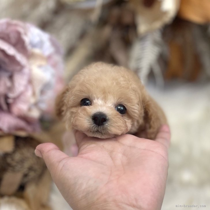 ブリーダー画像