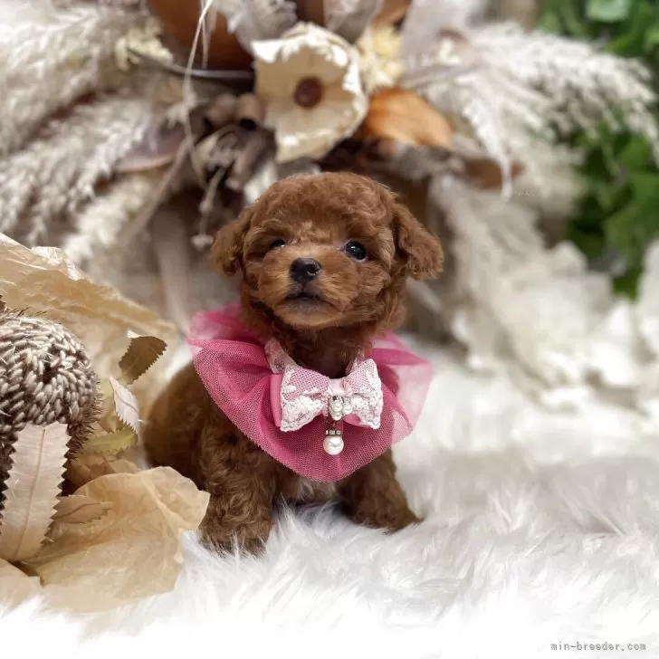 ID:2506-00041の子犬