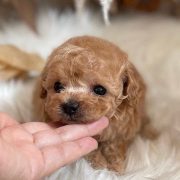 トイプードル(ティーカップ)【鹿児島県・女の子・2025年9月22日・アプリコット】の写真「1.7kg前後予想」