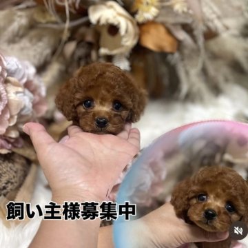 タイニープードル【鹿児島県・男の子・2025年7月30日・レッド】の写真「2kg前後」
