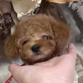 タイニープードル