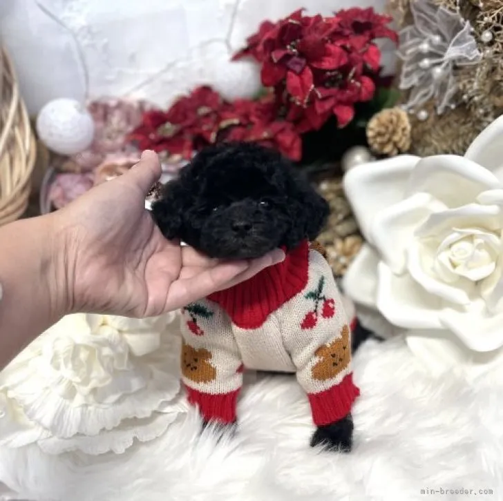 RYR 様のお迎えした子犬