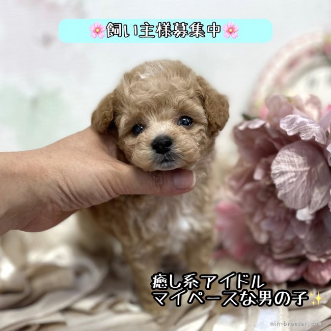 ティーカッププードル 鹿児島県 男の子 21年6月9日 クリーム おっと癒し系男の 1 8キロから2キロ予想 みんなのブリーダー 子犬id 2107 ティーカッププードル 鹿児島県 男の子 21年6月9日 クリーム おっと癒し系男の 1 8キロから2キロ予想 みんなのブリーダー 子犬id 2107