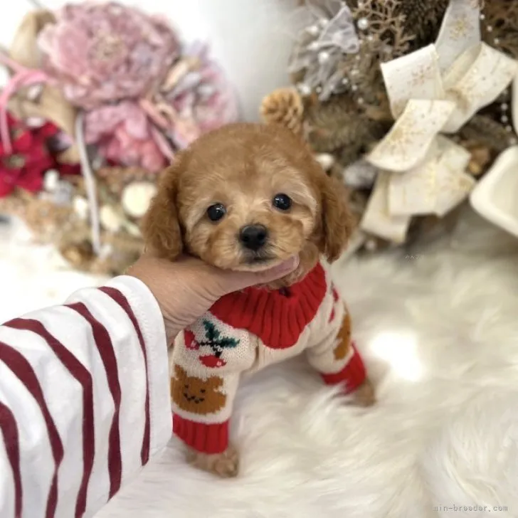 モカ 様のお迎えした子犬