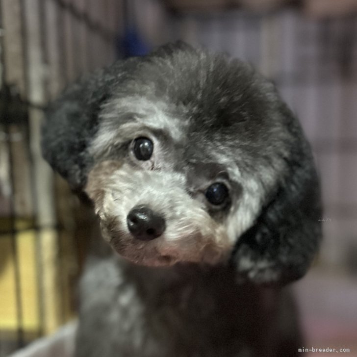 ブリーダー画像