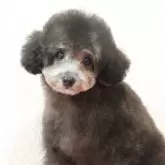 タイニープードル【福岡県・女の子・2025年6月26日・シルバー】の写真3