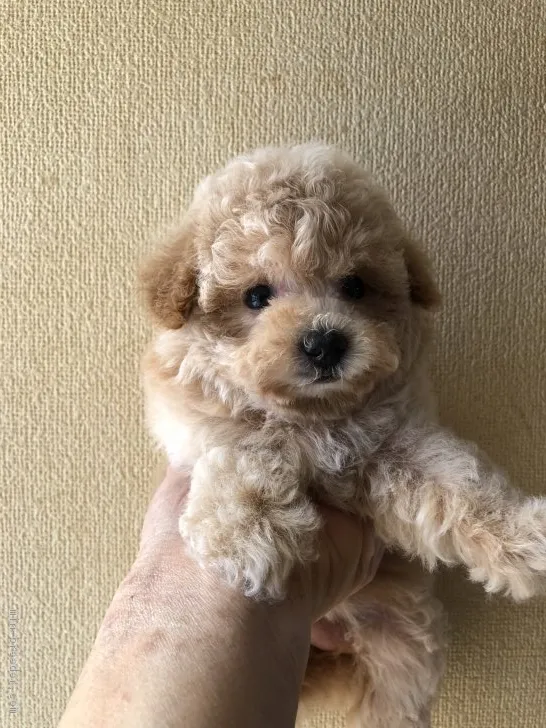 ID：1810-00839の子犬