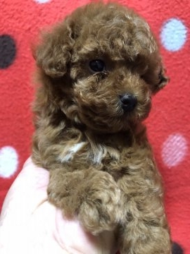 トイプードル(タイニー)【福岡県・女の子・2018年8月24日・レッド】の写真「小さめタイニー予想の濃いレッド女の子」