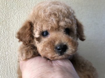 トイプードル(タイニー)【福岡県・女の子・2019年3月12日・アプリコット】の写真「タイニー予想のアプリコット女の子」