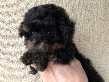 トイプードル(タイニー)【福岡県・女の子・2019年2月24日・ブラックタン】の写真「プードルには珍しいブラックタンの女の子👧」
