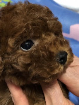 トイプードル(タイニー)【福岡県・男の子・2018年12月18日・レッド】の写真「人気カラーレッドの男の子👦」