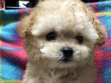 トイプードル(ティーカップ)【福岡県・女の子・2018年12月24日・アプリコット】の写真「人気カラーのアプリコット女の子」