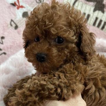 トイプードル(タイニー)【福岡県・男の子・2022年10月4日・レッド】の写真「とっても色素の濃い小ぶりなレッド男の子」