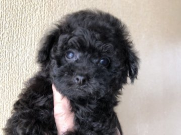 トイプードル(タイニー)【福岡県・男の子・2019年2月24日・ブラック】の写真「小さめタイニーもしくはティサイズの黒王子君」