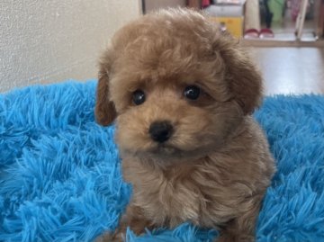トイプードル(タイニー)【福岡県・男の子・2021年7月9日・アプリコット】の写真「お目目クリクリぱっちりティサイズかも?」