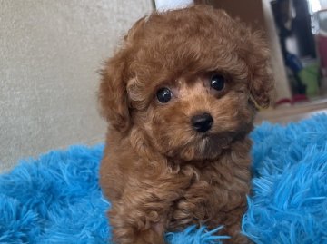 トイプードル(タイニー)【福岡県・女の子・2021年7月9日・レッド】の写真「色素濃く色合いの良いレッド女の子」