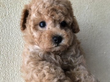 トイプードル(タイニー)【福岡県・男の子・2019年3月12日・アプリコット】の写真「少し濃いめのアプリコット色の男の子」