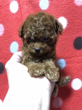 トイプードル(ティーカップ)【福岡県・女の子・2018年8月24日・レッド】の写真「ティサイズ確定の濃いレッド女の子」