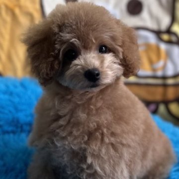 トイプードル(タイニー)【福岡県・女の子・2022年10月11日・アプリコット】の写真「可愛いお顔の人気カラーのアプリコット女の子」