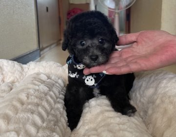 トイプードル(タイニー)【福岡県・男の子・2021年6月25日・シルバー】の写真「たっぷり毛量のシルバー2兄弟の次男」