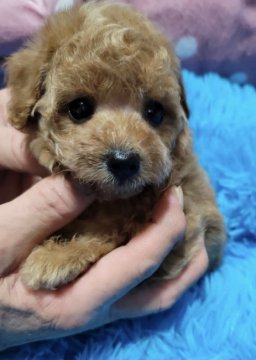 トイプードル(タイニー)【福岡県・女の子・2020年11月18日・アプリコット】の写真「毛量たっぷりのどんぐりみたいなクリックリお目目。」