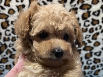 トイプードル(ティーカップ)【福岡県・女の子・2020年12月5日・アプリコット】の写真「とっても可愛いティ予想のアプリコット女の子」