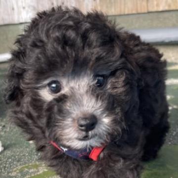 トイプードル(タイニー)【福岡県・女の子・2022年8月10日・シルバー】の写真「レアカラーのシルバー女の子」