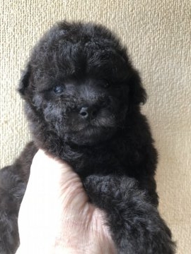 トイプードル(タイニー)【福岡県・女の子・2018年8月12日・シルバー】の写真「お顔の可愛い小ぶりなタイニー予想の女の子」