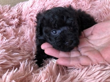 トイプードル(ティーカップ)【福岡県・女の子・2020年7月27日・ブラック】の写真「ちっちゃくて可愛いお顔の女の子」