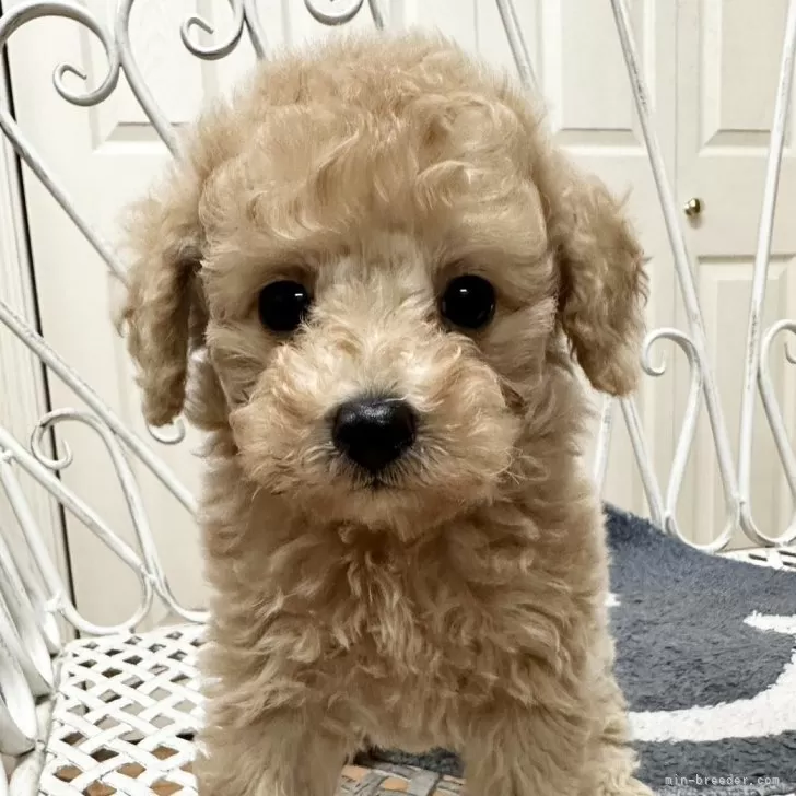 ID:2411-07605の子犬