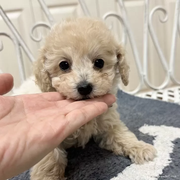 ID：2411-07609の子犬