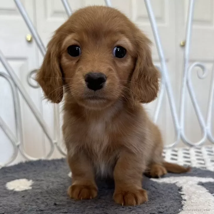 ID:2411-06683の子犬