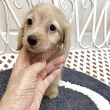 カニンヘンダックスフンド(ロング)【茨城県・男の子・2025年6月15日・イエロー】の写真「両親遺伝子検査済み  
この子も安心して下さい。」