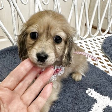 ミニチュアダックスフンド(ロング)【茨城県・女の子・2025年10月18日・ジェーデッドイエロー】の写真「両親遺伝子検査済み  
この子も安心して下さい。」