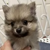 ポメラニアン【茨城県・男の子・2024年11月7日・クリーム】の写真1
