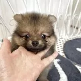 ポメラニアン