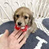 ミニチュアダックスフンド(ロング)【茨城県・女の子・2025年10月18日・ジェーデッドイエロー】の写真3