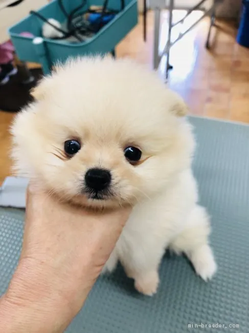 ID：2009-02344の子犬