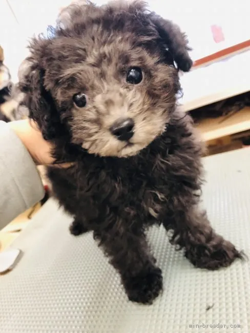 ID：1903-00579の子犬