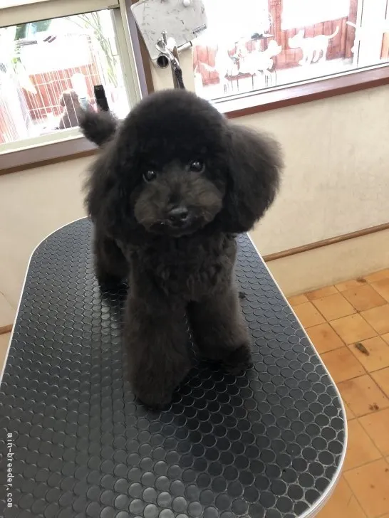 ID:1806-00404の子犬