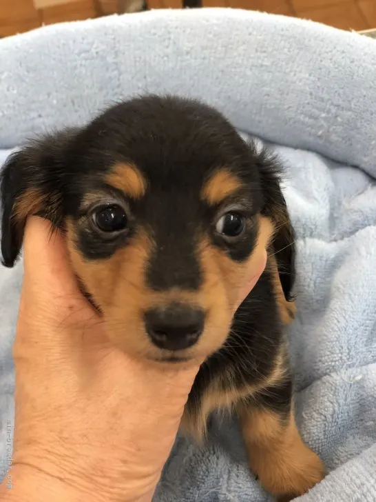 hime 様のお迎えした子犬