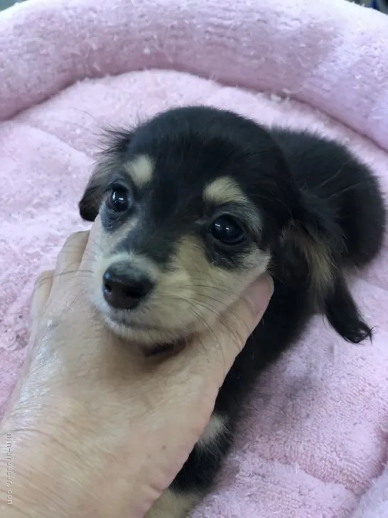 ID：1910-02974の子犬