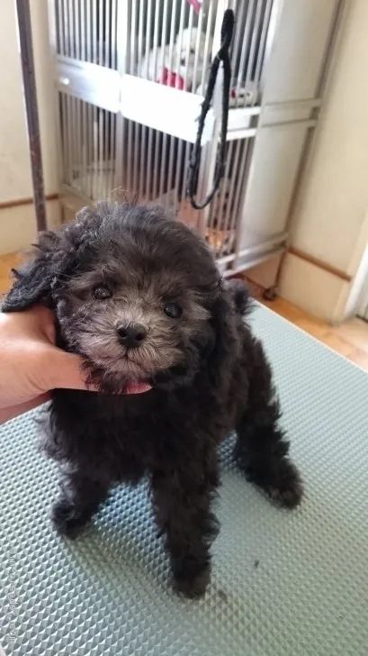 ID:1704-00951の子犬