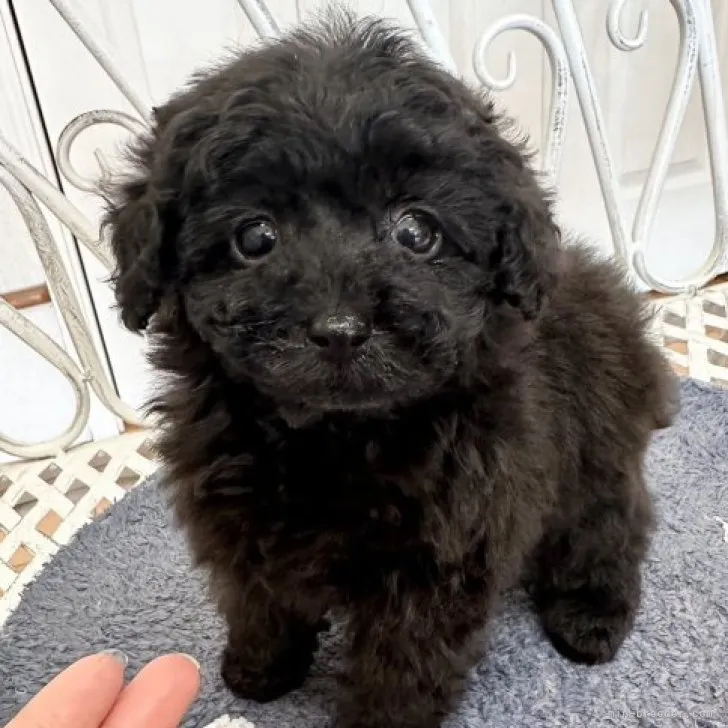 ID：2301-04137の子犬