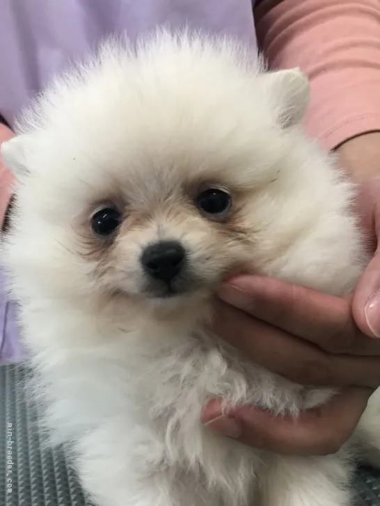 ID：2005-00055の子犬