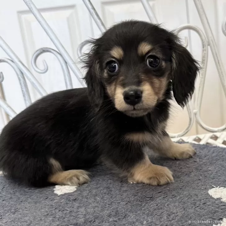 ID:2401-03302の子犬