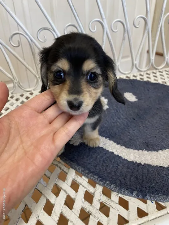 ID：2202-01125の子犬