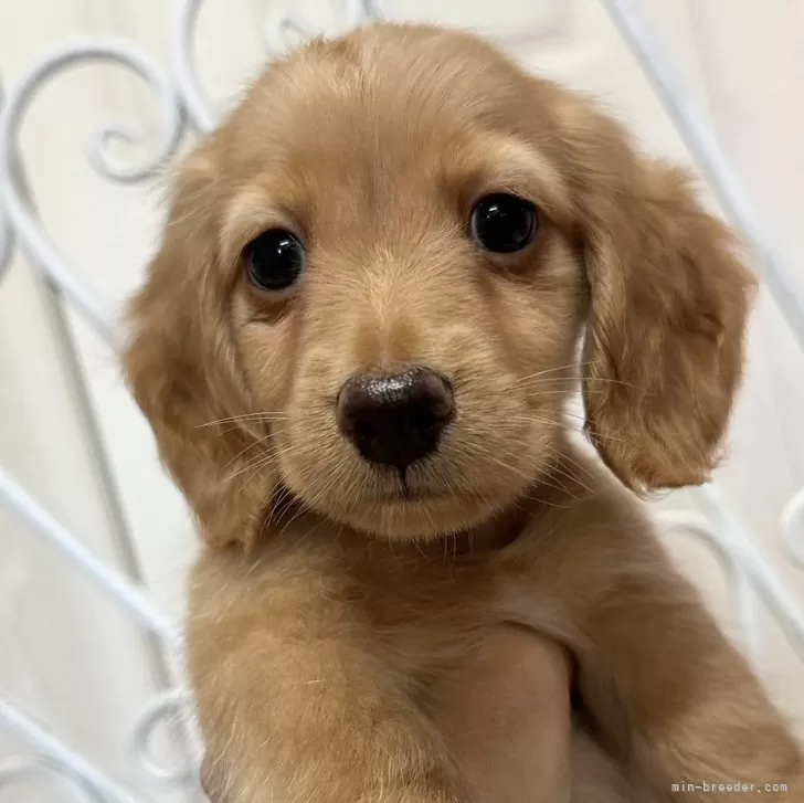 T.E 様のお迎えした子犬