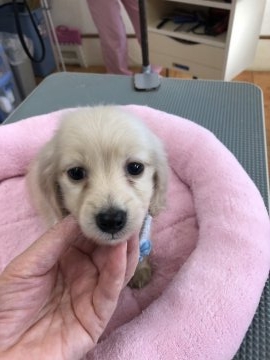 ミニチュアダックスフンド(ロング)【茨城県・男の子・2018年12月13日・イエロー】の写真「綺麗なイエローくん」